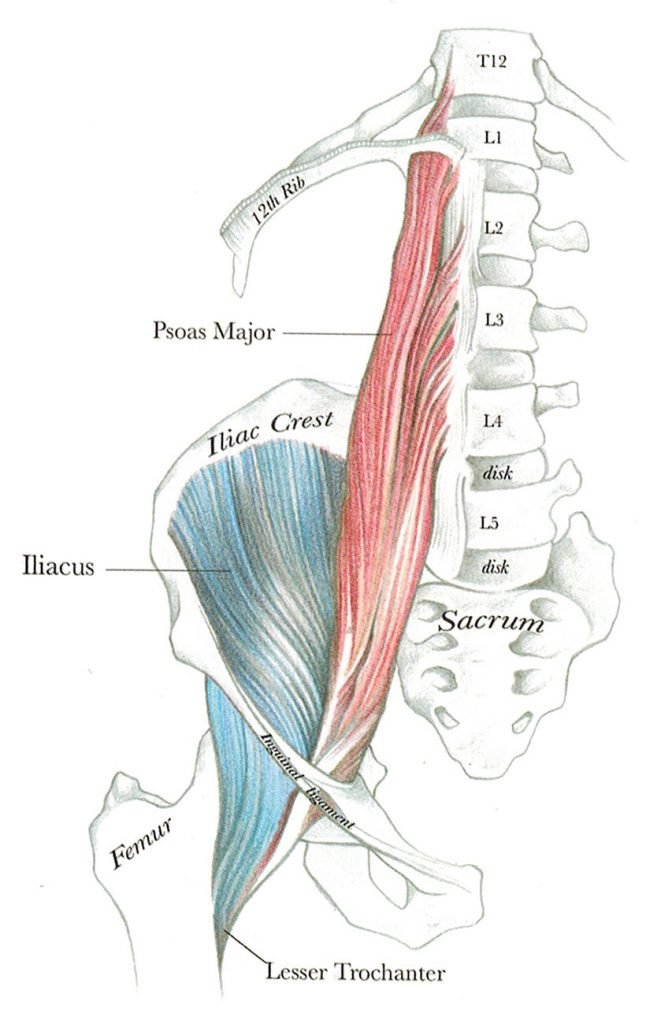 Psoas and Iliacus