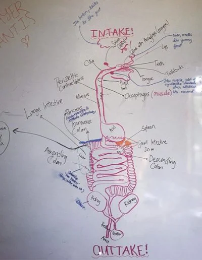 Contemporary Yoga Teacher Training, Organ Support, Digestive System